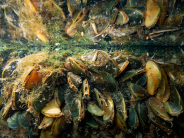 An underwater view of golden mussels growing on a dock at a Delta boatyard in Stockton on Oct. 23, 2025. Photo by Fred Greaves for CalMatters An underwater view of golden mussels growing on a dock at a Delta boatyard in Stockton on Oct. 23, 2025. Photo by Fred Greaves f
