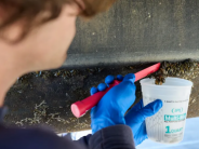 A worker scrapes golden mussels from a pontoon on a work barge at a Delta boatyard. Photo by Fred Greaves for CalMatters. A worker scrapes golden mussels from a pontoon on a work barge at a Delta boatyard. Photo by Fred Greaves for CalMatters.