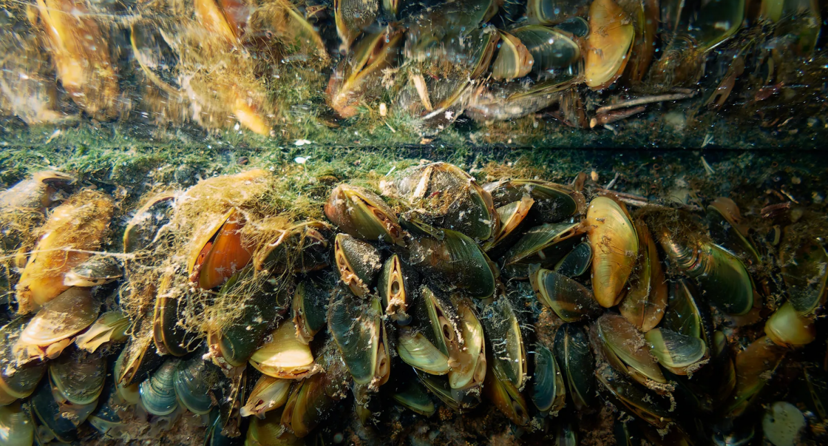 An underwater view of golden mussels growing on a dock at a Delta boatyard in Stockton on Oct. 23, 2025. Photo by Fred Greaves for CalMatters An underwater view of golden mussels growing on a dock at a Delta boatyard in Stockton on Oct. 23, 2025. Photo by Fred Greaves f